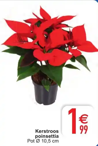 Kerstroos poinsettia