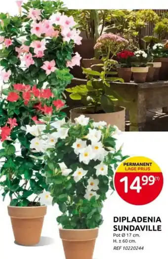 Brico Dipladenia Sundaville aanbieding