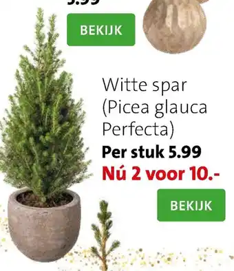 Intratuin Witte spar - Picea glauca Perfecta aanbieding