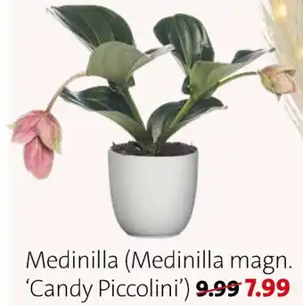Medinilla - Medinilla magn. Candy Piccolini