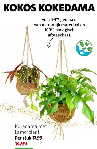 Kokedama met kamerplant