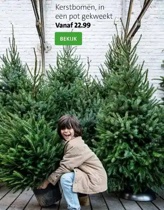 Kerstbomen in een pot gekweekt