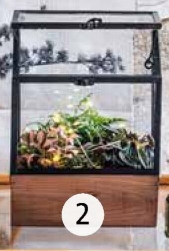 Intratuin Arrangement kamerplant in vitrine aanbieding