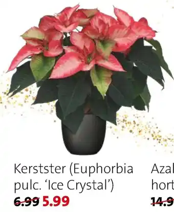Kerstster - Euphorbia pulc. Ice Crystal