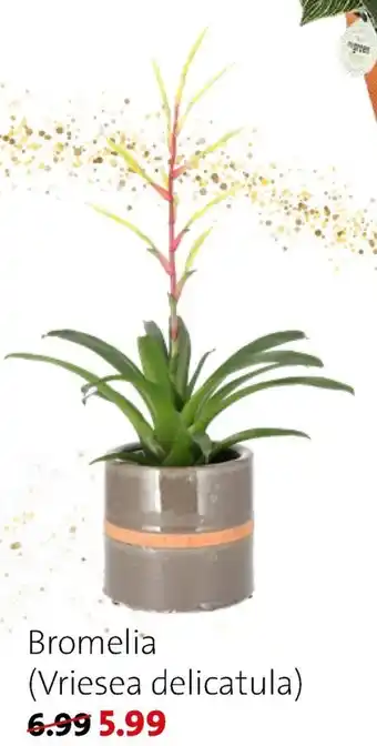 Bromelia - Vriesea delicatula