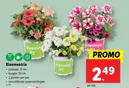 Lidl Bloementrio aanbieding