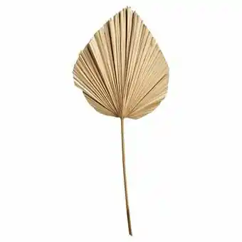 Kwantum Palmblad Speer Naturel aanbieding