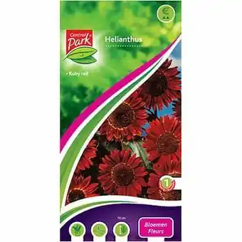 Brico Somers helianthus ’Ruby’ red aanbieding