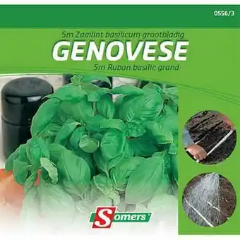 Somers basilicum ’Genovese’ grootbladig zaailint 5 m