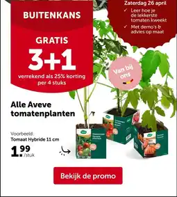 AVEVE Alle Aveve tomatenplanten aanbieding