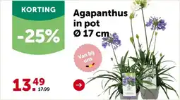 AVEVE Agapanthus in pot 17 cm aanbieding