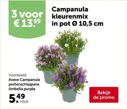 AVEVE Campanula kleurenmix in pot Ø 10,5 cm aanbieding