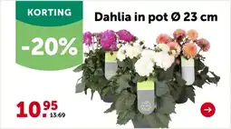 AVEVE Dahlia in pot Ø 23 cm aanbieding