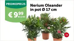 AVEVE Nerium Oleander in pot 0 17 cm aanbieding