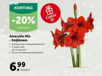 AVEVE Amaryllis Mix -Snijbloem aanbieding