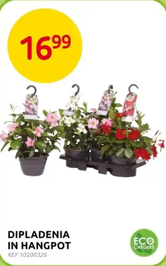 Brico Dipladenia in Hangpot aanbieding