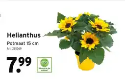 GAMMA Helianthus aanbieding