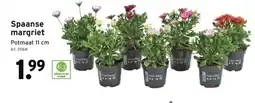 GAMMA Spaanse margriet aanbieding