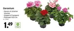 GAMMA Geranium aanbieding