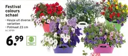 GAMMA Festival colours schaal aanbieding