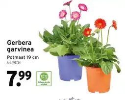 GAMMA Gerbera garvinea Potmaat 19 cm aanbieding