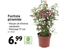 GAMMA Fuchsia piramide aanbieding