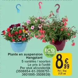 Cora Plante en suspension Hangplant aanbieding