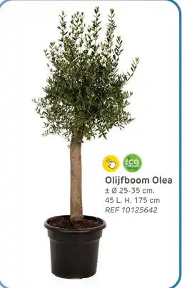 Brico Olijfboom Olea aanbieding