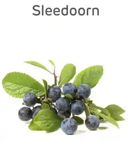 Brico Sleedoorn aanbieding