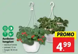 Lidl Aardbeien hangplant aanbieding