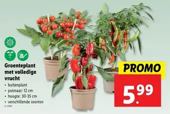 Lidl Groenteplant met volledige vrucht aanbieding