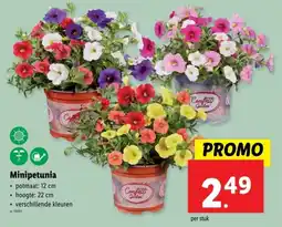 Lidl Minipetunia aanbieding