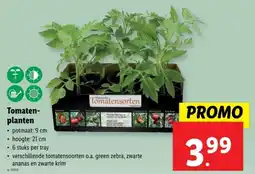 Lidl Tomaten planten aanbieding