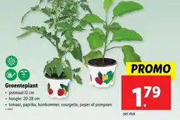 Lidl Groenteplant aanbieding