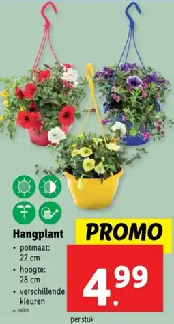 Lidl Hangplant aanbieding