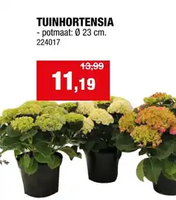 Hubo TUINHORTENSIA aanbieding