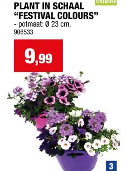 Hubo PLANT IN SCHAAL FESTIVAL COLOURS aanbieding