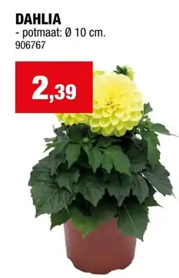 Hubo DAHLIA aanbieding