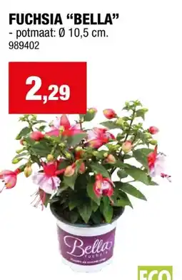 Hubo FUCHSIA BELLA - potmaat: 0 10,5 cm aanbieding