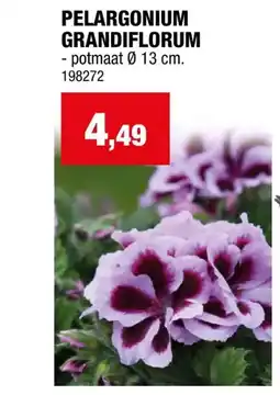 Hubo PELARGONIUM GRANDIFLORUM potmaat 0 13 cm aanbieding