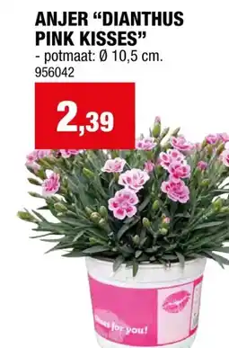 Hubo ANJER DIANTHUS PINK KISSES -potmaat: 0 10,5 cm aanbieding