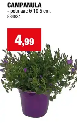 Hubo CAMPANULA aanbieding