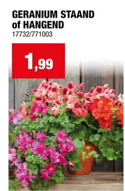 Hubo GERANIUM STAAND aanbieding