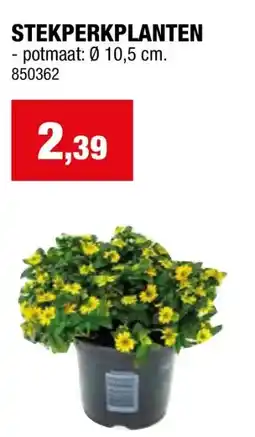 Hubo STEKPERKPLANTEN -potmaat: 0 10,5 cm aanbieding