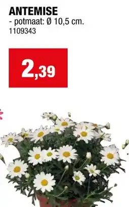 Hubo ANTEMISE aanbieding