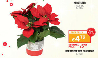 Kerstster met bloempot