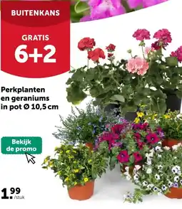 AVEVE Perkplanten en geraniums in pot Ø 10,5 cm aanbieding