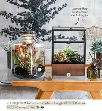 Intratuin Arrangement kamerplant in vitrine aanbieding