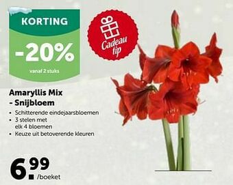 AVEVE Amaryllis mix - snijbloem aanbieding