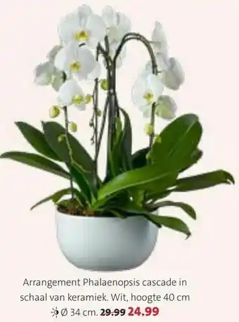 Intratuin Arrangement phalaenopsis cascade in schaal van keramiek aanbieding